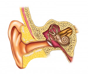 Illustration showing the interiors of an human ear. Digital illustration.