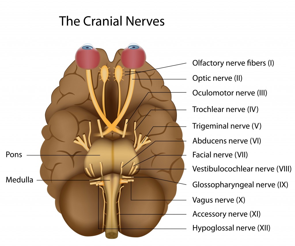 crainial nerves