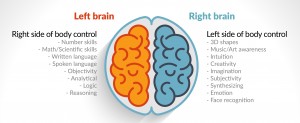 dr sara right and left brain