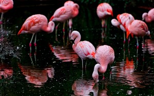 flamingos