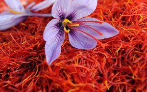 saffron_flower_3097101b