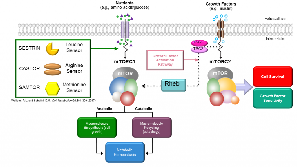 mTor pathway